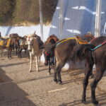 Some donkeys and mules to carry fat Americian tourists up and down the path